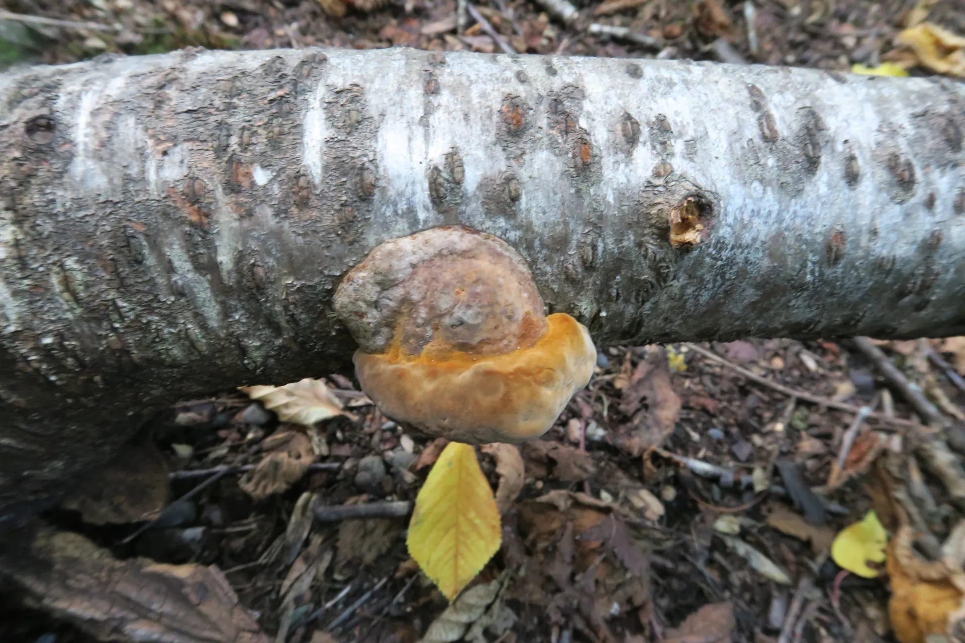 Phellinus igniarius - 1 - IMG_0746
